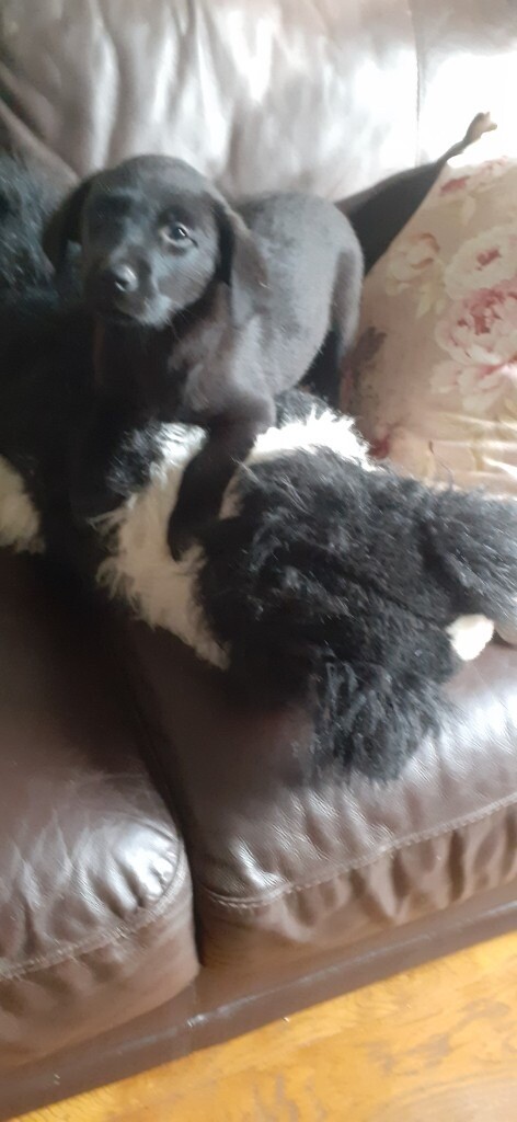 flat coated retriever gumtree